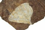 Three Paleocene Fossil Ginkgo Leaves - North Dakota #270179-1